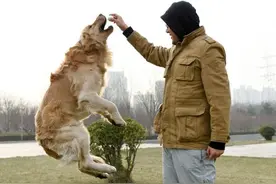 是宠物还是食物？ 美媒称中国人对狗看法迥异图片