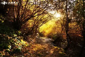 秋日私语，四姑娘的悄悄话你听见了吗？图片