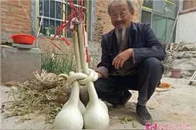 山东嘉祥：古稀老人想为绾结葫芦征个名图片