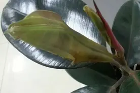 病虫害 | 橡皮树（印度榕大叶青）的病虫害及其防治图片