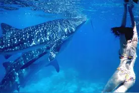 日本女星菜菜绪与鲨共舞 身段窈窕似人鱼图片