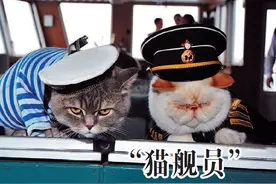 "猫舰员":只负责萌？我可是有战斗力图片