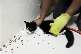 《各路大神，谁能“隔空取猫”》后续 这件“兵器”帮小猫成功脱困图片