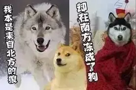 天气太冷，手机闹“脾气”自动关机，如何应对？图片