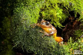 “灭绝的”青蛙在150年后重现，吃着妈妈的蛙卵长大图片