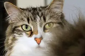 猫咪表达情绪时发出的7种声音图片