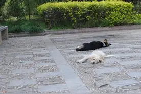 上海“警车碾压流浪狗”谣言散布者被罚款五百元图片