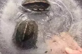 “冰冻龟”引发冬眠大讨论，人类是否也可以冬眠？图片