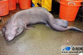 老渔民捕获怪鱼 深海十大恐怖怪物排第一名竟然是它图片