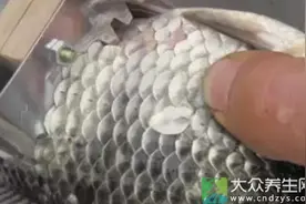 补钙抗衰老：鱼鳞会是首选图片