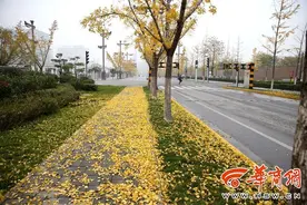 银杏叶被打掉是破坏美景？环卫工：扫不净会被罚图片