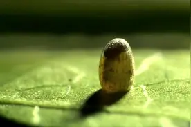 蝴蝶从产卵到幼虫到羽化成蝶的过程