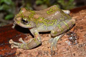 《鼹鼠的故事》植物版收看指南第一辑图片