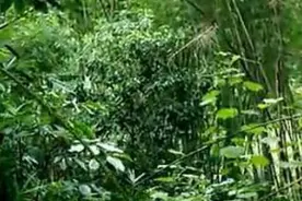 东莞大屏障公园里蝴蝶飞舞