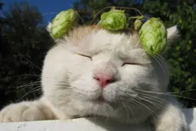 猫咪睡梦中吃奶，嘬奶的动作萌到了小编！视频封面
