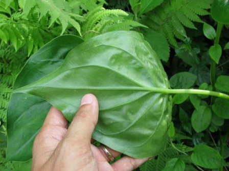 狼毒的功效与作用图片,这植物有毒,但却是抗癌良药,被视为草原荒漠化