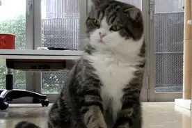 我的东西你碰都不许碰，看我胖猫的眼神！