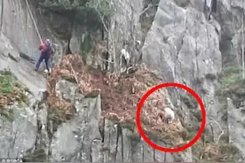 英绵羊被困高峰险峻处 救援队顶暴风雪成功解救图片