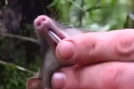 实拍印尼现“猪鼻鼠”：呆萌老鼠长着猪鼻子视频封面