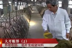 养猪新动力！看秸秆如何变饲料增效益视频封面