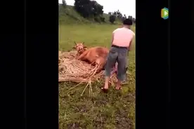 实拍黄牛生小牛的过程出现难产，主人竟然用这种方式助产！