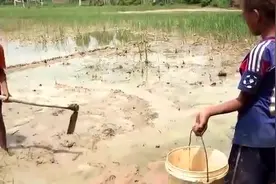 两个柬埔寨少年在田地里捉鱼 满满的收获呢视频封面