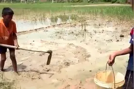 两个柬埔寨少年在田地里捉鱼 满满的收获呢视频封面