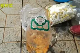 直播环保酵素制作方法，水果皮、菜叶等厨余别扔了视频封面