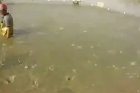 渔民电虾，噼里啪啦的跳，数量真多视频封面