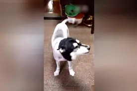 二哈被剃毛后发怒，最后居然被气哭了