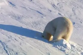 不得不佩服北极熊，这样也可以过冬