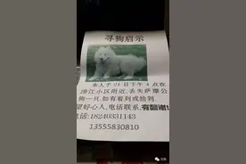 转给需要的人|爱犬丢失，寻狗启事该怎么写？怎样有效的扩散？图片