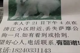 转给需要的人|爱犬丢失，寻狗启事该怎么写？怎样有效的扩散？图片