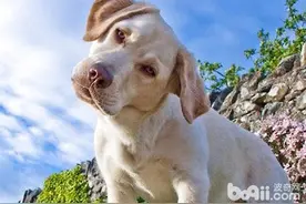 狗狗歪头是卖萌还是另有深意图片