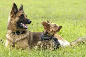 怎样让狗狗远离细小？图片