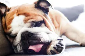 狗狗身上出现怎样的肿块危险性小图片