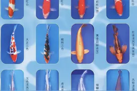 锦鲤“游动的艺术投资品”如何鉴别？图片