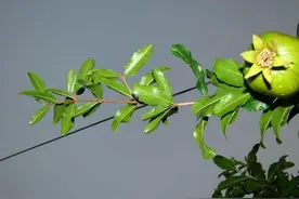 石榴叶防治秋季腹泻图片