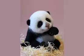 羊毛毡究竟是个什么鬼？图片