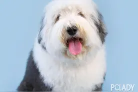 如何训练古代牧羊犬握手图片