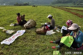 墨红——镶嵌在乌蒙山上的“绿宝石”图片