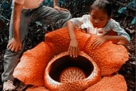 食肉草真的存在，那《食人花》 到底有没有吃人这么可怕视频封面