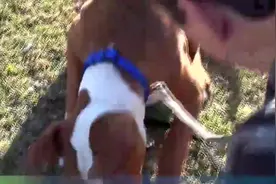 国外宠物主人教你怎样与狗狗一起快乐的玩耍