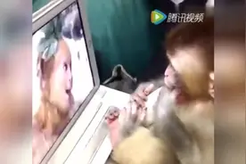 宠物小猴看到西游记里的美猴王！太可爱了这么认真
