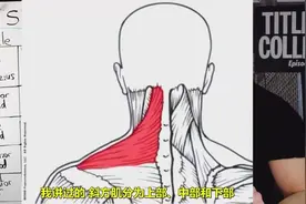 肌肉解剖入门课：肩（上斜方肌、三角肌和肩袖）