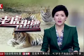 厦门：老虎出逃，特警击伤控制视频封面