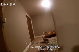 宝宝在家中找不到爸爸妈妈要哭了 狗狗及时出来帮忙视频封面