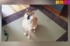 真想不到，柴犬原来你是这样的哈士奇，看看柴柴都犯了哪些二