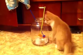 猫咪被主人剃光毛眼神变得好萌，猫咪：这样的我是不是很丑视频封面