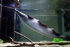 喂食大型观赏鱼——反天刀鱼